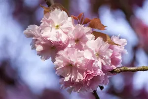 Prunus 'Accolade' - 80 CM STEM 7.5 L - image 5