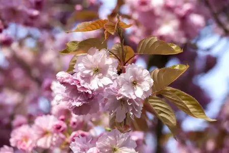 Prunus 'Accolade' - 125-150  CM C7.5 - image 1