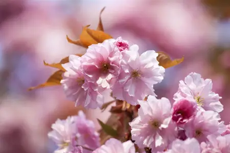 Prunus 'Accolade' - 125-150  CM C7.5 - image 3