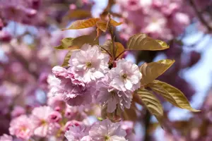 Prunus 'Accolade' - STDS 10-12 CM RB - image 1