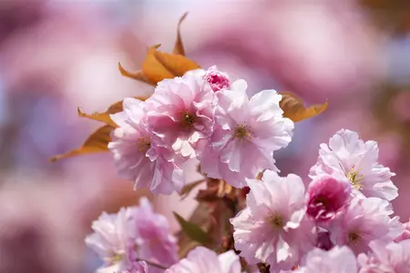 Prunus 'Accolade' - 60-80 CM C4 - image 3