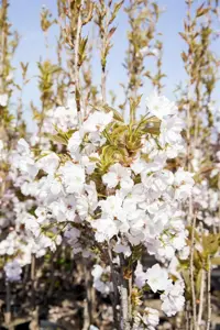 PRUNUS AMANOGAWA 10L - image 3