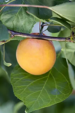Prunus armeniaca 'Hongaarse' - 7L pot/2 yr bush - image 1