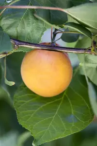 Prunus armeniaca 'Hongaarse'