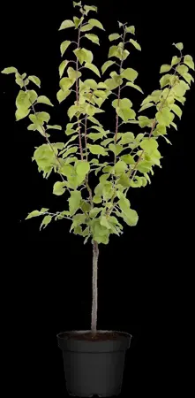 Prunus armeniaca 'Hongaarse' - 7L pot/2 yr bush - image 3