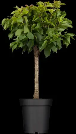 Prunus armeniaca 'Hongaarse' - 7L pot/2 yr bush - image 2