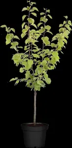 Prunus armeniaca 'Mini Apricot' - 4 Ltr pot - image 3
