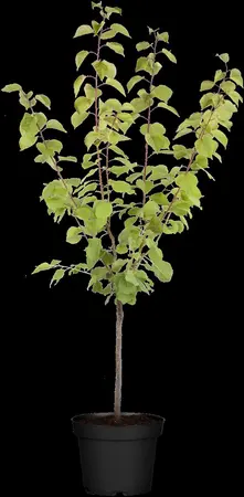 Prunus armeniaca 'Tyrinithos' - STEM 225 CM, GIRTH 12-14 CM C35 - image 3