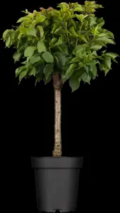 Prunus armeniaca 'Tyrinithos' - 1/2 STEM GIRTH 12-14 CM RB - image 2