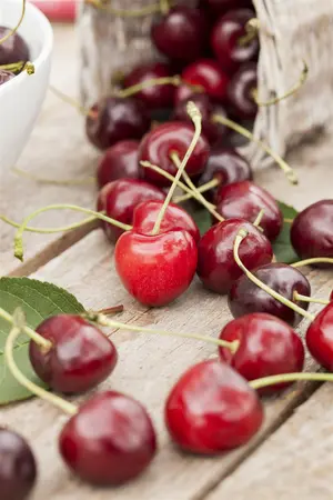 Prunus avium - 4-6HO RB - image 3