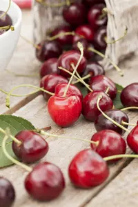 Prunus avium - 4-6HO RB - image 3