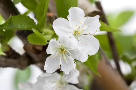 Prunus avium - 40-60 CM C2 - image 4