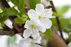 Prunus avium - 40-60 CM C2 - image 4