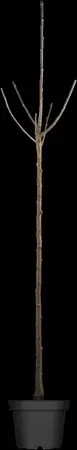 Prunus avium - 40-60 CM C2 - image 3