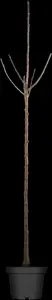 Prunus avium - 40-60 CM C2 - image 3