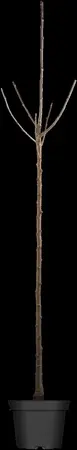 Prunus avium - 40-60 CM P9 - image 3