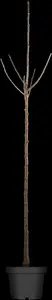 Prunus avium - STD 14-16 CM CONT - image 3