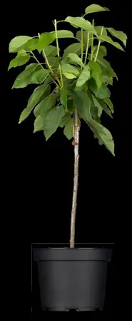 Prunus avium - 40-60 CM C2 - image 1