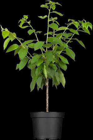 Prunus avium - 40-60 CM C2 - image 2