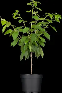 Prunus avium - 40-60 CM P9 - image 2