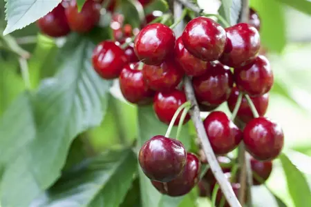 Prunus avium 'Bigarreau Burlat' - 1/2 STDS BR