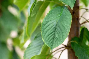 Prunus avium 'Bigarreau Burlat' - 1/2 STEM, GIRTH 10-12 CM C25 - image 2