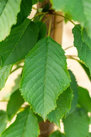Prunus avium 'Bigarreau Napol?on' - 7L pot/2 yr bush - image 3