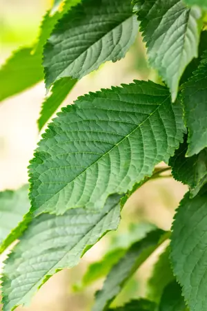 Prunus avium 'Bigarreau Napol?on' - STDS 10-12 CM RB - image 2