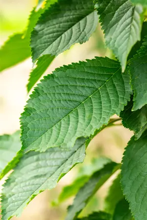 Prunus avium 'Bigarreau Napol?on' - STD 25-30 CM C40 - image 2