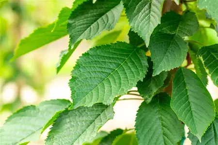 Prunus avium 'Bigarreau Napol?on' - 2 YR BUSH - image 1