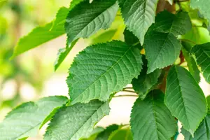 Prunus avium 'Bigarreau Napol?on'