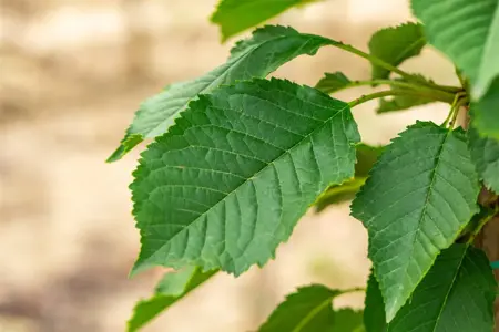 Prunus avium 'Bigarreau Napol?on' - 2 YR BUSH - image 4
