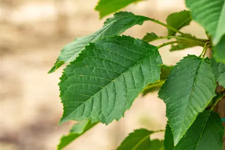Prunus avium 'Bigarreau Napol?on' - STD 25-30 CM C40 - image 4