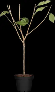 Prunus avium 'Burbank'