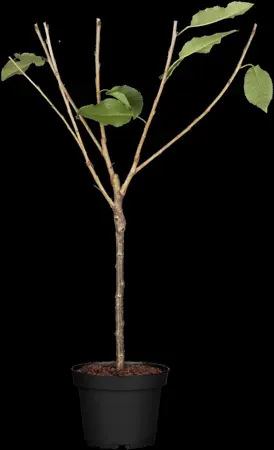 Prunus avium 'Castor' - 1/2 STDS BR - image 1