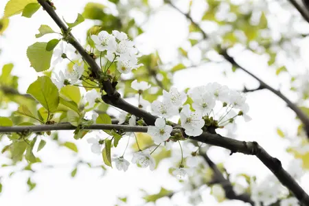 Prunus avium 'Early Rivers' - 1/2 STEM, GIRTH 10-12 CM C25 - image 2