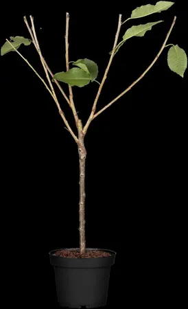 Prunus avium 'Early Rivers' - 1/2 STEM, GIRTH 10-12 CM C25 - image 1
