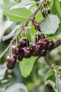 Prunus avium 'Giorgia' 