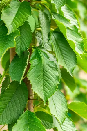 Prunus avium 'Hedelf. Riesenkirsche' - 7L pot/2 yr bush - image 4