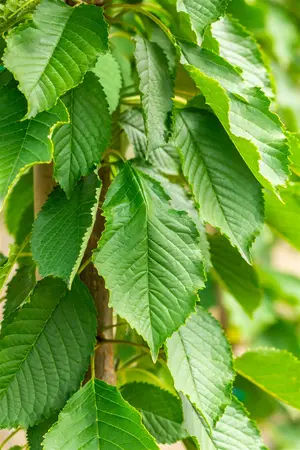 Prunus avium 'Hedelf. Riesenkirsche' - 1/2 STEM, GIRTH 16-18 CM C35 - image 3