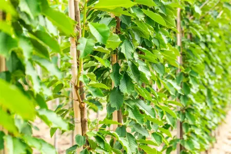 Prunus avium 'Hedelf. Riesenkirsche' - 2 YR BUSH - image 5