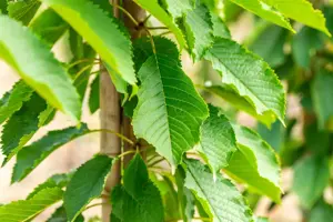 Prunus avium 'Hedelf. Riesenkirsche' - 7L pot/2 yr bush - image 3