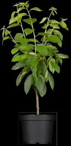 Prunus avium 'Hedelf. Riesenkirsche'