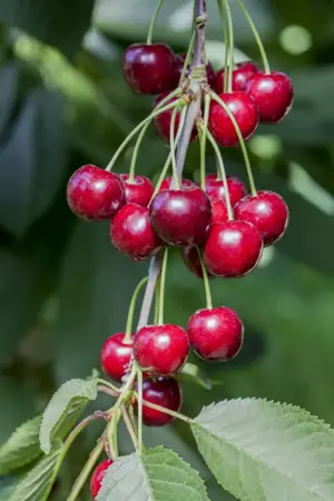 Prunus avium 'Hedelfinger' - 1/2 STDS C10 - image 2