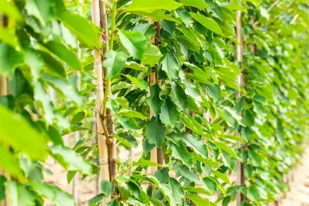 Prunus avium 'Hedelfinger' - 1/2 STEM GIRTH 12-14 CM C35 - image 5