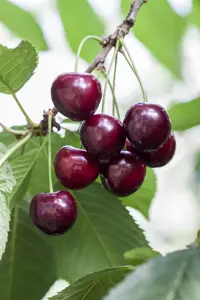 Prunus avium 'Karina' - 7L pot/2 yr bush - image 3