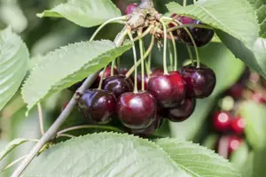 Prunus avium 'Karina' - 7L pot/2 yr bush - image 2