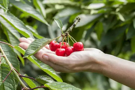 Prunus avium 'Karina' - 125-150 CM BR WHIP - image 5