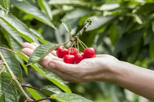 Prunus avium 'Karina' - 125-150 CM BR WHIP - image 5