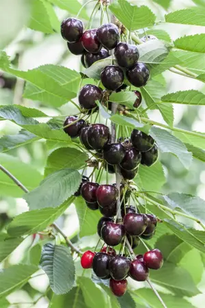 Prunus avium 'Kordia' - DOUBLE U-SHAPE C30 - image 2